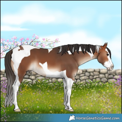 Horse Color:Bay Splash Tobiano 