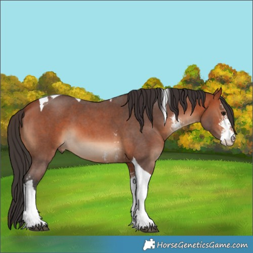 Horse Color:Brown Sabino Tobiano 