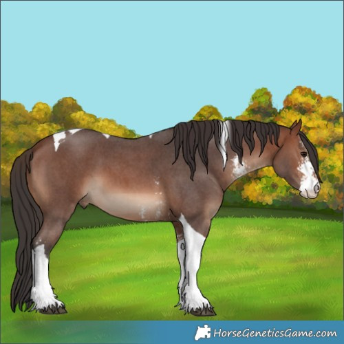 Horse Color:Brown Sabino Tobiano 