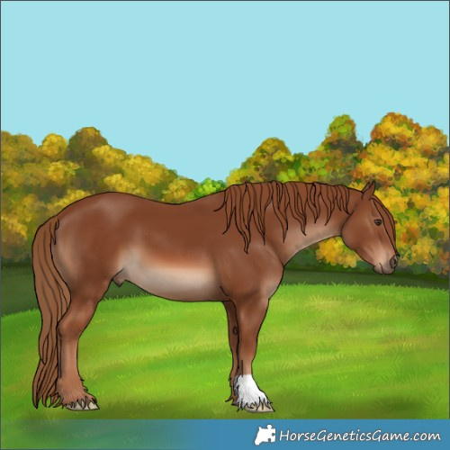 Horse Color:Chestnut 