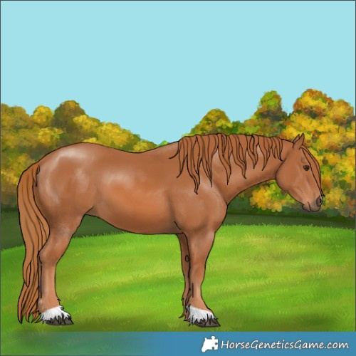 Horse Color:Chestnut 