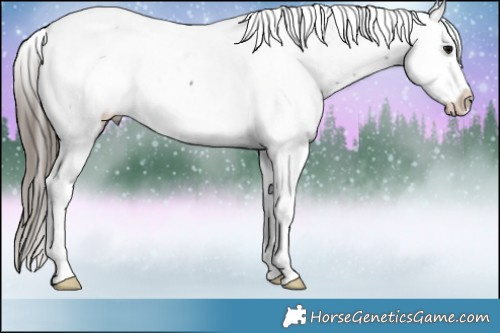 Horse Color:Black Sabino Appaloosa 