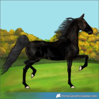 Horse Color:Void Brown Roan Dun Sabino Frame Rabicano 
