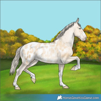 Horse Color:Palomino Pearl Dun Appaloosa 