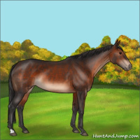 Horse Color:Brown Rabicano 