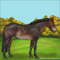 Horse Color:Bay Rabicano