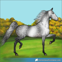 Horse Color:Gray Brown Sabino 