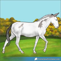 Horse Color:Brown Roan Dun Splash Tobiano Rabicano 