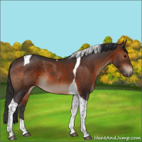 Horse Color:Brown Tobiano Rabicano