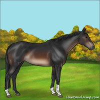 Horse Color:Brown Tobiano Rabicano 