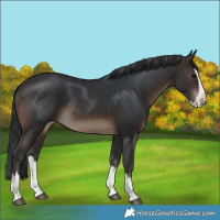 Horse Color:Brown Splash Rabicano