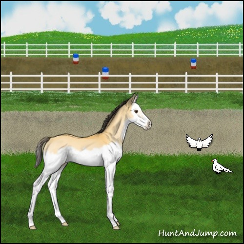 Horse Color:Buckskin Roan Dun Splash Frame 