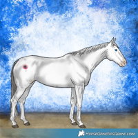 Horse Color:Liver Chestnut Frame 