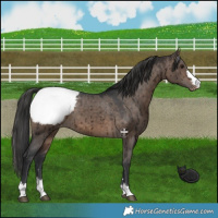 Horse Color:Brown Dun Snowcap Brindle 