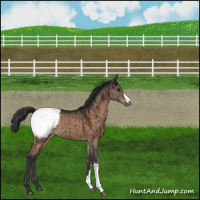 Horse Color:Brown Dun Appaloosa Brindle 