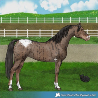 Horse Color:Liver Red Dun Snowcap Brindle 