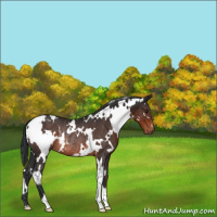 Horse Color:White Spotted Brown Rabicano 