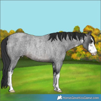 Horse Color:White Spotted Brown Roan Rabicano 