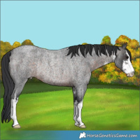 Horse Color:White Spotted Brown Roan Rabicano 