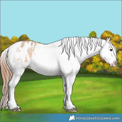 Horse Color:Bay Dun Appaloosa 