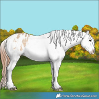 Horse Color:Bay Dun Appaloosa