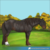 Horse Color:Liver Chestnut Rabicano 