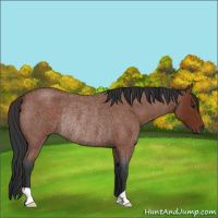 Horse Color:Brown Roan Rabicano