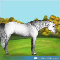 Horse Color:Gray Black 