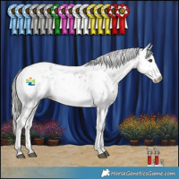 Horse Color:Liver Chestnut Mushroom Sabino 