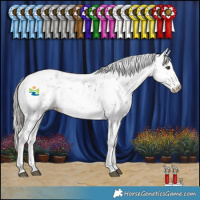Horse Color:Liver Chestnut Mushroom Sabino 