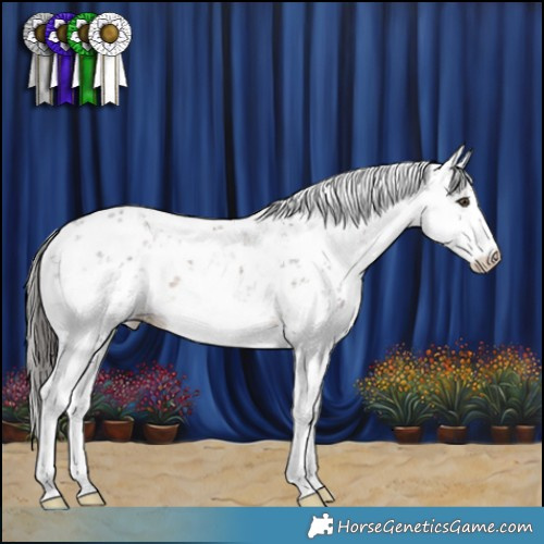 Horse Color:Liver Chestnut Sabino 