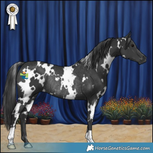 Horse Color:White Spotted Black Rabicano 