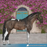 Horse Color:Brown Dun Tobiano Brindle 