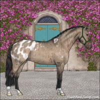 Horse Color:Brown Dun Appaloosa Brindle 