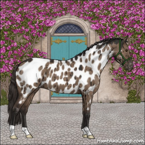 Horse Color:Liver Red Dun Appaloosa Brindle 
