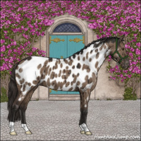 Horse Color:Liver Red Dun Appaloosa Brindle