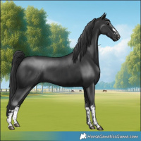 Horse Color:Black  and Black 