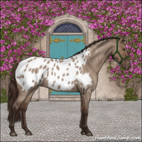 Horse Color:Liver Red Dun Roan Appaloosa Brindle 