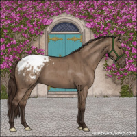 Horse Color:Liver Red Dun Appaloosa Brindle 