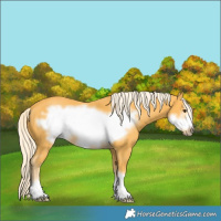 Horse Color:Palomino Frame 