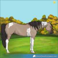 Horse Color:Liver Red Dun Tobiano 