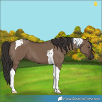 Horse Color:Liver Red Dun Tobiano 