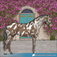 Horse Color:Liver Red Dun Appaloosa Brindle 