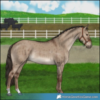 Horse Color:Liver Red Dun Rabicano Brindle 