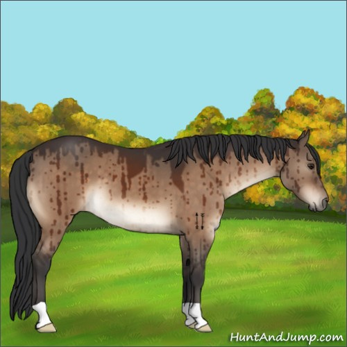 Horse Color:Brown Dun Brindle