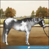 Horse Color:Gray Liver Chestnut Sabino Splash Tobiano Frame 