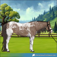 Horse Color:Liver Red Dun Tobiano Rabicano 