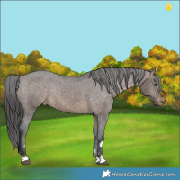 Horse Color:Brown Dun Appaloosa Rabicano 