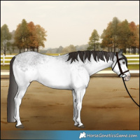 Horse Color:White Spotted Liver Red Roan 