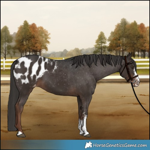Horse Color:Liver Chestnut Sabino Appaloosa 
